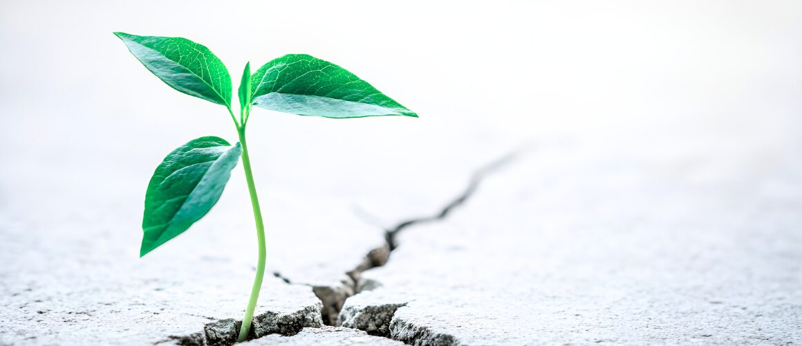 Sprout growing on concrete